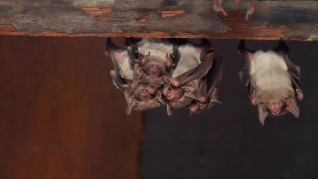 Bats are sleeping at noon by hanging themself from the top