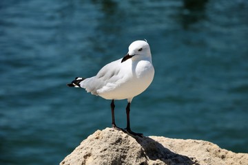 Seagull Chroicocephalus novaehollandiae at Indian Ocean in the port of Fremantle, Western Australia 