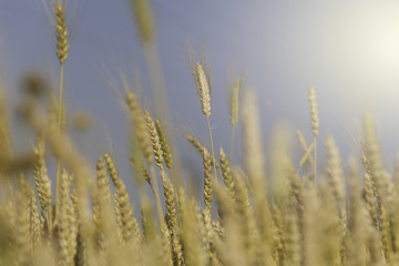 Golden wheat field and sunny day