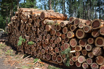 切り出された杉の丸太