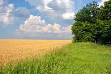 Field of ripe wheat (rye) on the edge of oak forest, line of green grass meadow, cloudy sunny sky, Ukraine