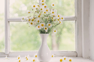 chamomile in vase on windowsill