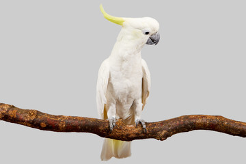 Sulphur-crested Cockatoo, Cacatua galerita perched in front of a white background.