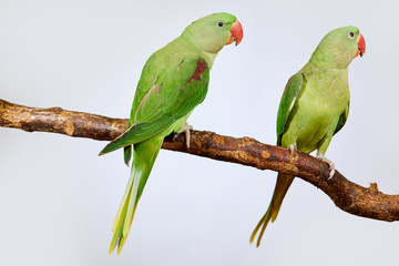 Couple of Alexandrine Parakeet, green parrot bird isolated on white backgroud