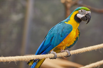Blue and Gold Macaw - Big Parrot. (Ara ararauna), also known as the blue-and-gold macaw, is a large South American parrot with blue top parts and yellow under parts.