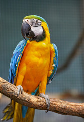 Blue and Gold Macaw - Big Parrot. (Ara ararauna), also known as the blue-and-gold macaw, is a large South American parrot with blue top parts and yellow under parts.