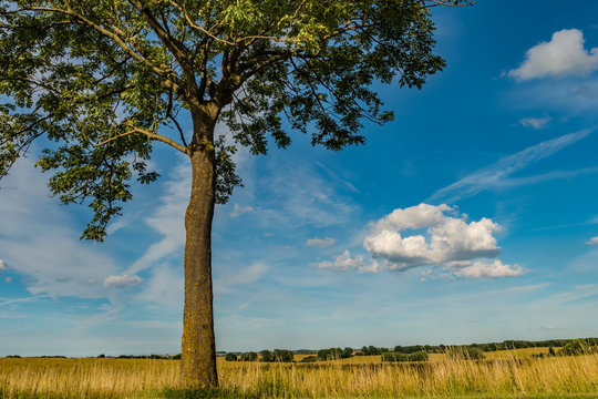 Landschaft mit Baum
