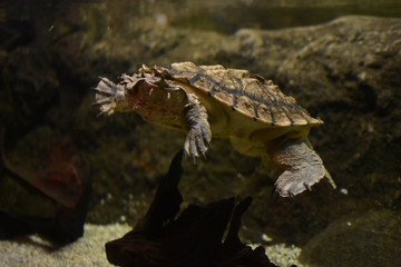 Schildkröte Turtle