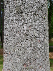 Fichte  Stamm, Rinde, Picea  abies © Ruckszio