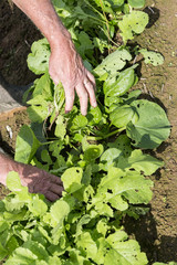 Digging up fresh black radish by gardener in the garden