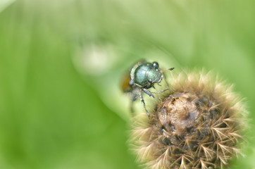 Beautiful insect on the top of flower. Macro view of unusual big sitting bug. Natural background