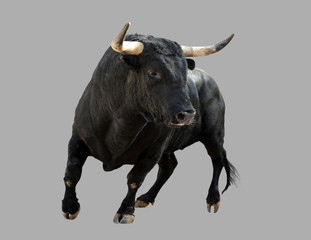 Black bull on a gray background. - obrazy, fototapety, plakaty