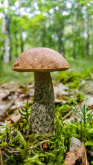 Fresh, young leccinum mushroom in forest