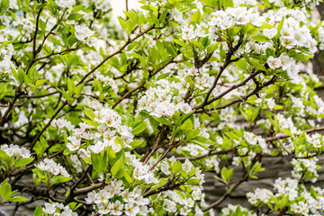 Spring pear flowers on a tree