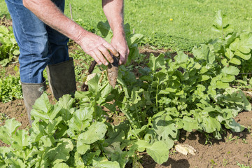 Digging up fresh black radish by gardener in the garden