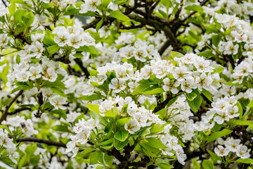 Spring pear flowers on a tree
