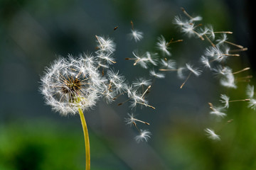 Blown dandelion clock