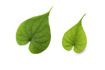 Obraz premium Heart fresh green leaf isolate on white background