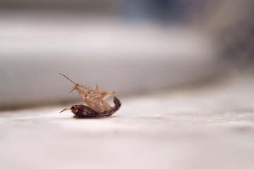 Dead cockroach on the sink