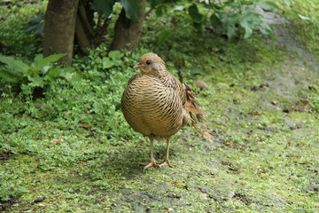 A Female Pheasant Bird Walking in a Woodland Setting.