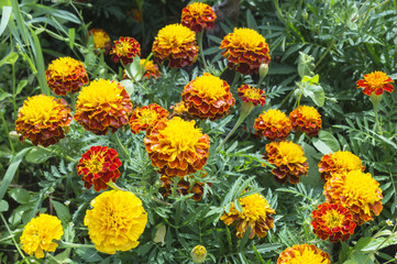 Bright flowerses on background of the green herb