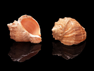 Seashell set on a black background isolated