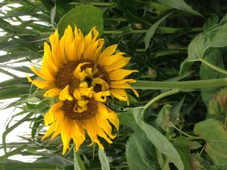 Sonnenblume Mutation 1