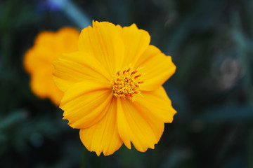 Yellow daisy on blur background with dark tone in the evening 
