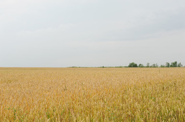 Summer eared field and blue sky