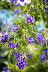 Violet flower in the garden