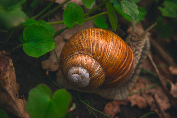 Snail Shell Horns Nature Sunny day