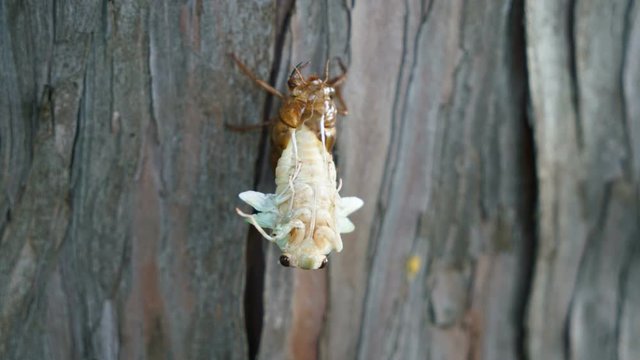 Emergence of cicada