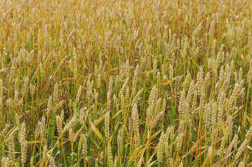 Fields of rye, background