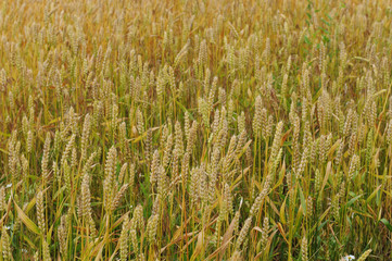 Fields of rye, background