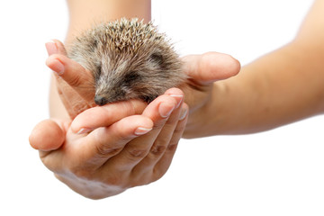 Young hedgehog in human hands. Little animal needs protection © Vitalii M