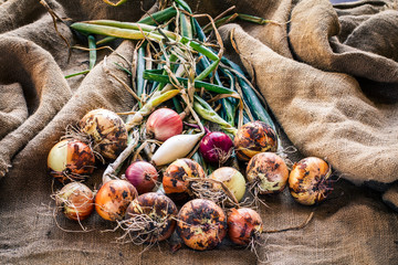 Just harvested fresh onion. Onion just picked in the garden