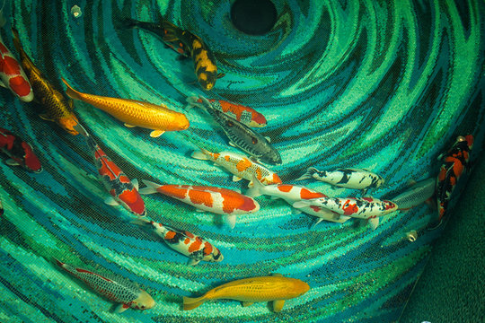 Koi fish isolated in pool