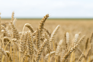 Wheat field. Ears of golden wheat close up