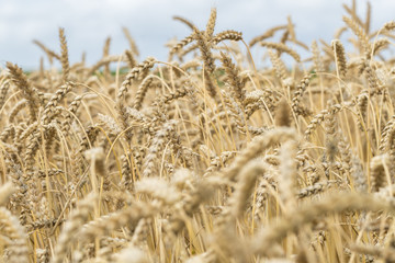 Wheat field. Ears of golden wheat close up