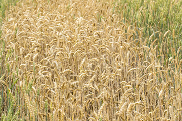 Wheat field.