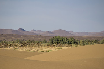 Fototapeta na wymiar Dunes de sable, palmiers et montagnes désert Sahara Maroc
