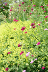 blooming pink Knautia Macedonica.