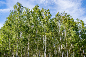Dense birch forest