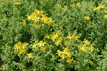 herbal flower St John's wort (Hypericum perforatum)