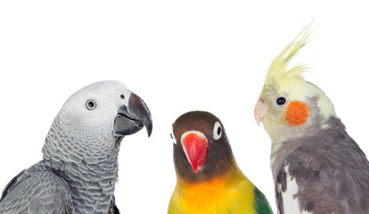 Three differents tropical birds