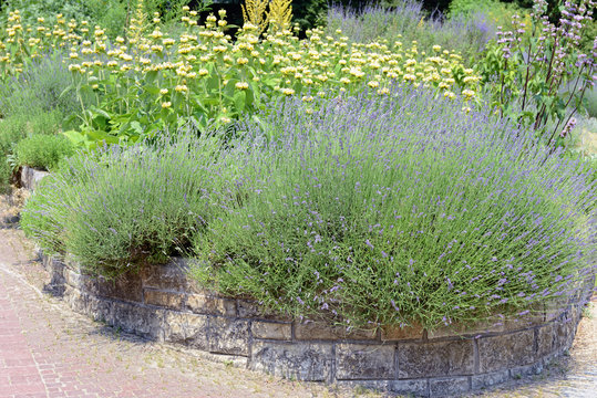 garden with Lavender (Lavandula angustifolia) and Lampwick Plant (Phlomis russeliana)