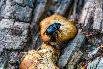 Close up of forest beetle on mushroom