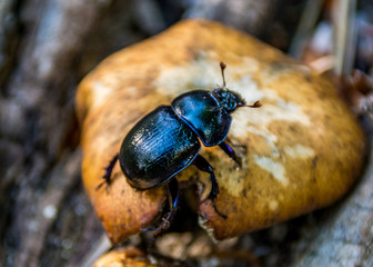 Close up of forest beetle on mushroom