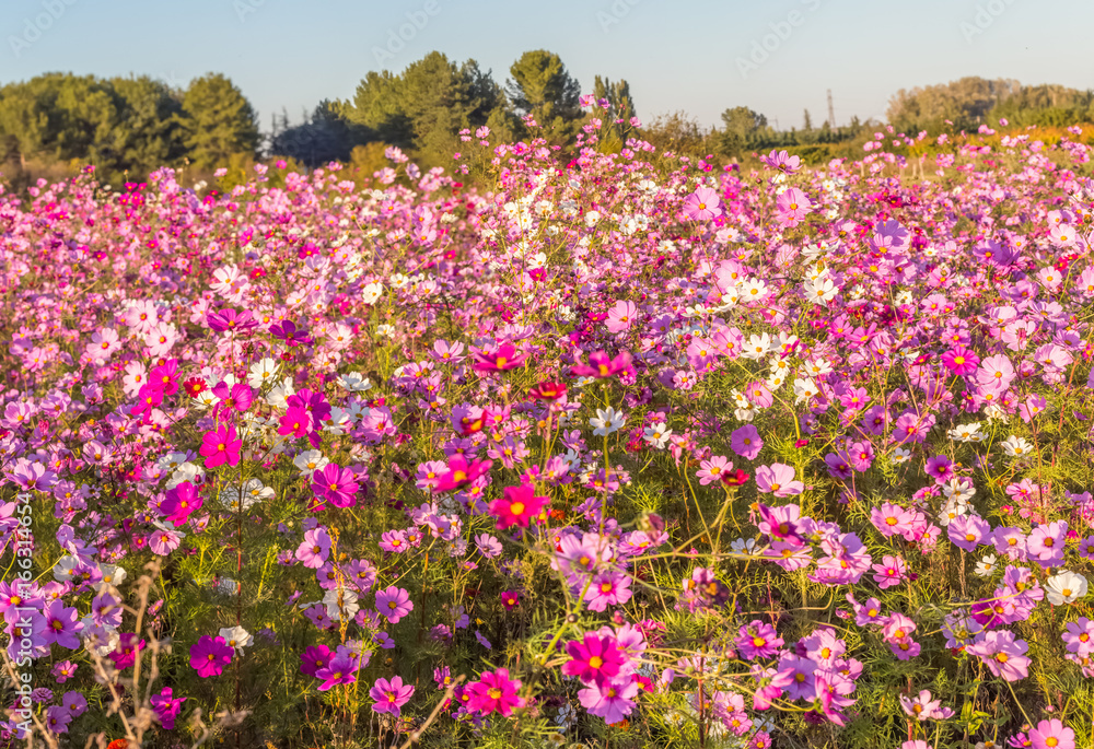 Wall mural champ de cosmos en provence