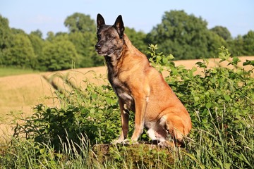 schäferhund portrait im kornfeld